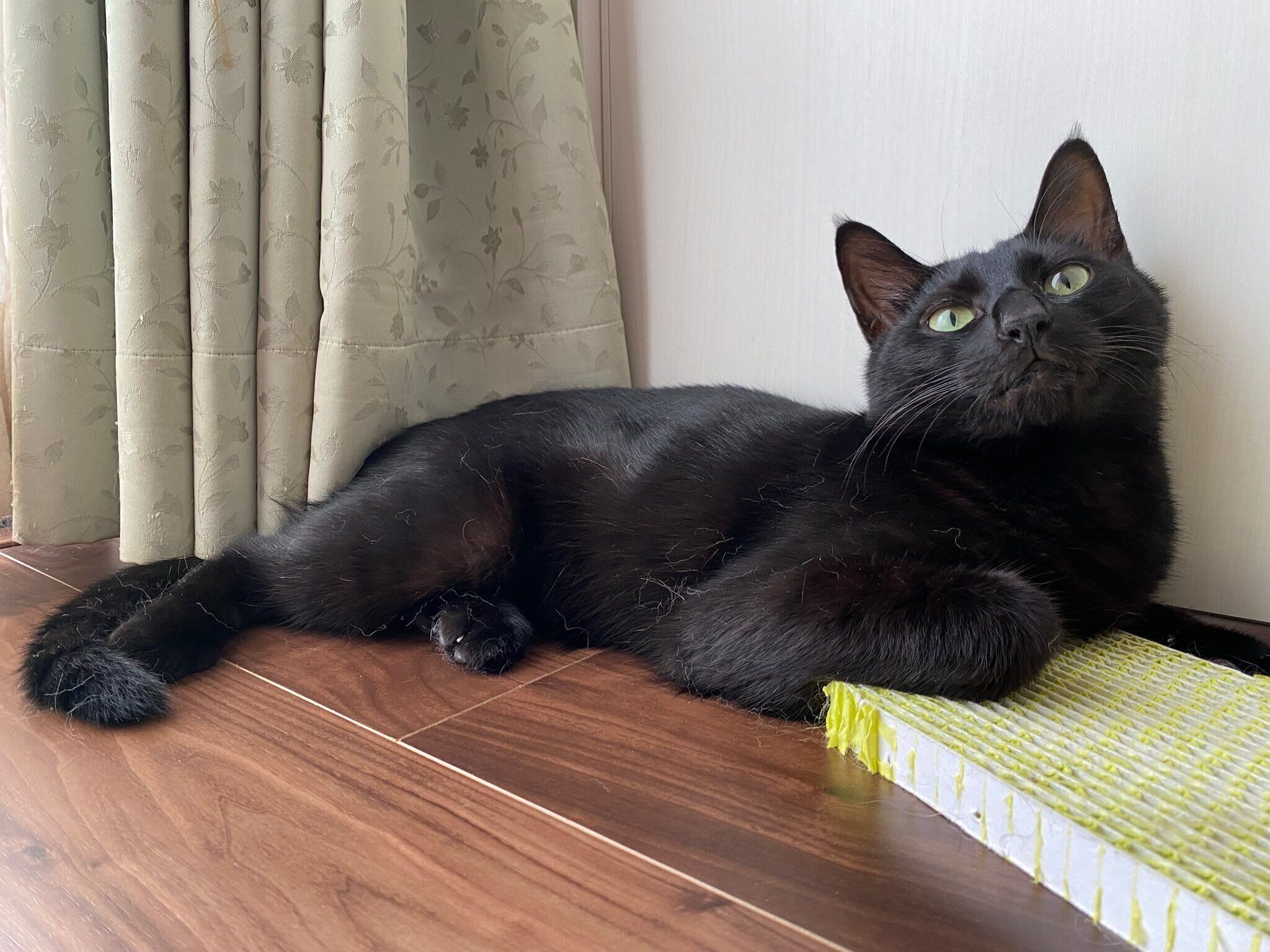 まったりするココアくん