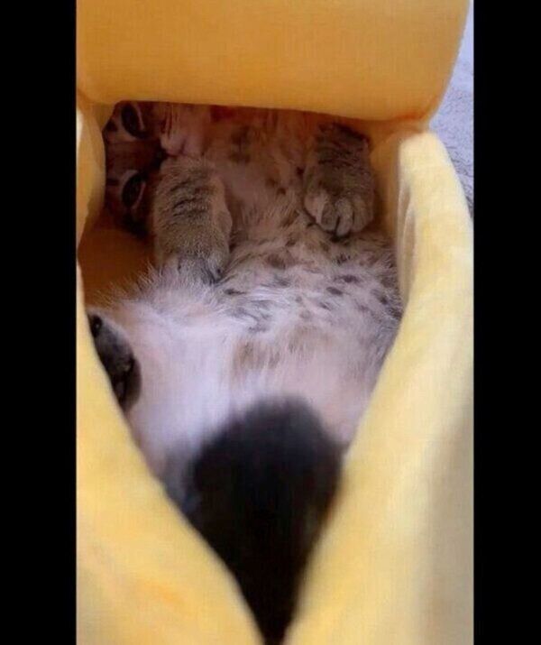 「巨大バナナ」の中でくつろぐまつたけちゃん