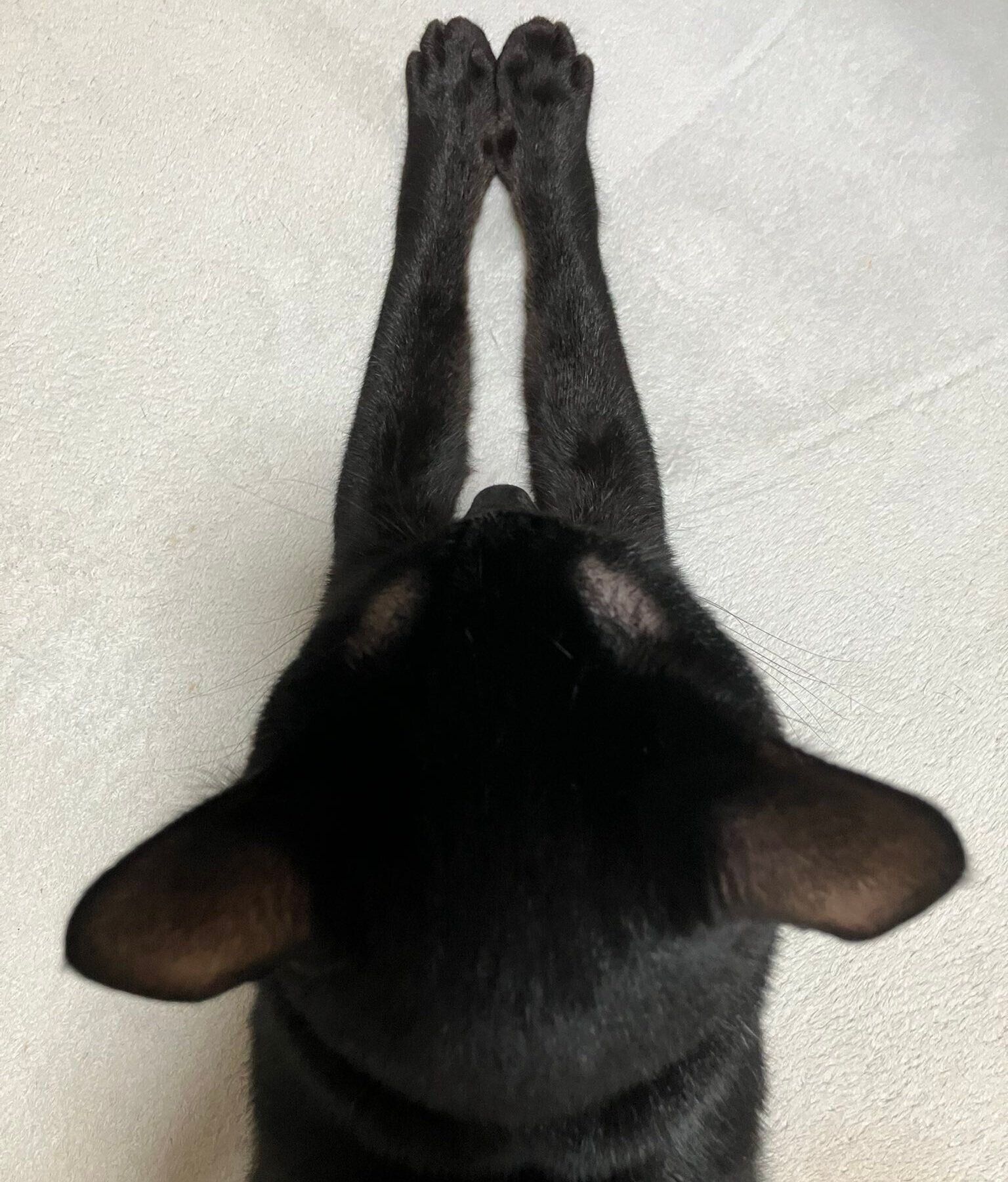 前足を前に伸ばすピノくん