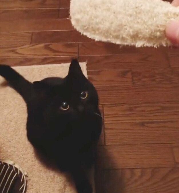 オモチャを見つめる猫別府くん