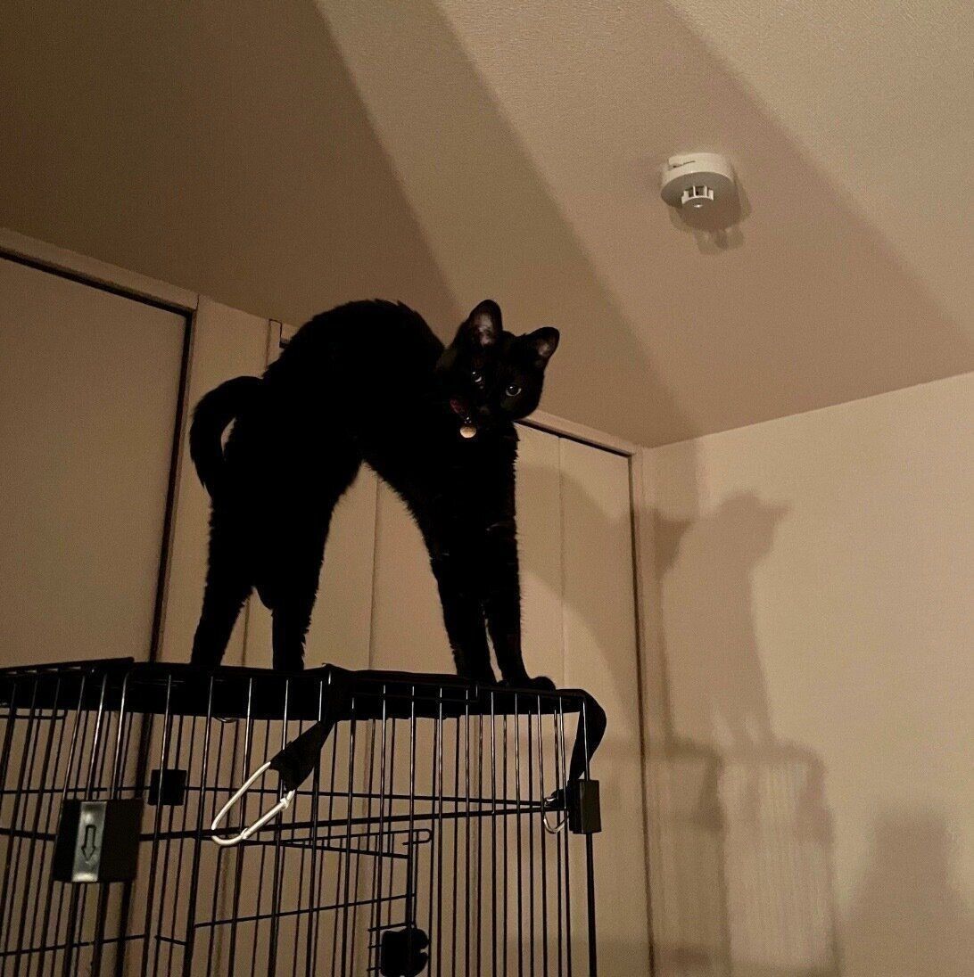 ケージの上で伸びをするなのちゃん