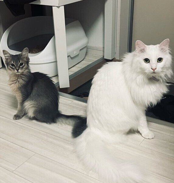 飼い主さんを見つめるキヌちゃん、ネリちゃん。