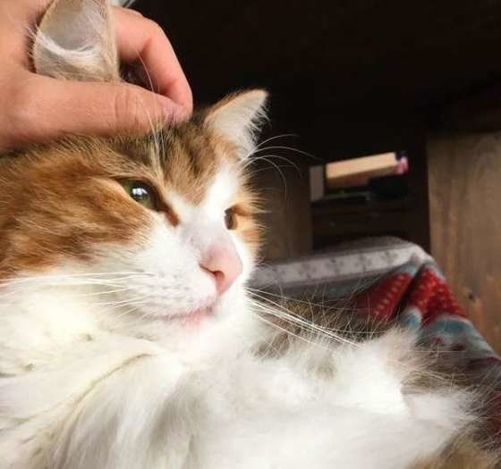 なでなでされるノルウェージアンフォレストキャット