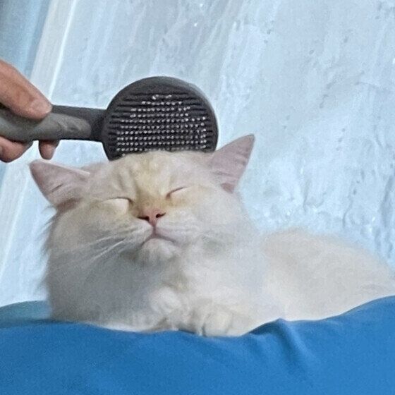 サイベリアンのアルくん