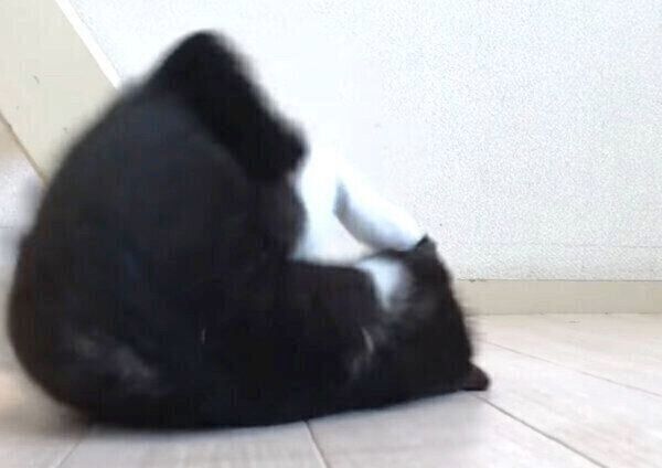 煮干しを与えたら荒ぶってしまったむーくん