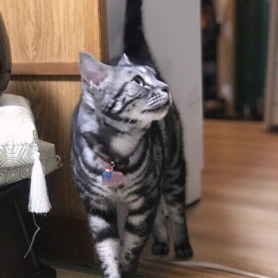 アメリカンショートヘア niaくん