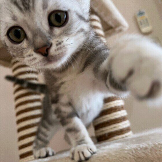 猫パンチする猫