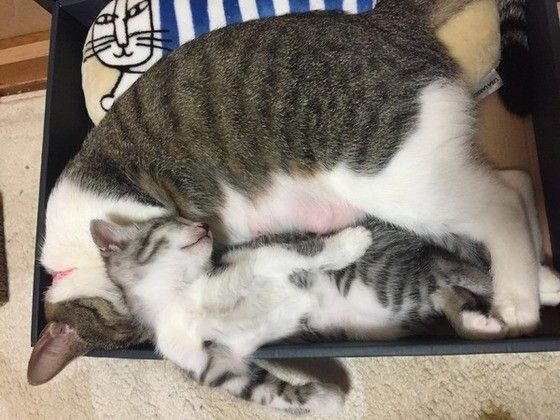 MIXのシロちゃんとマルちゃん