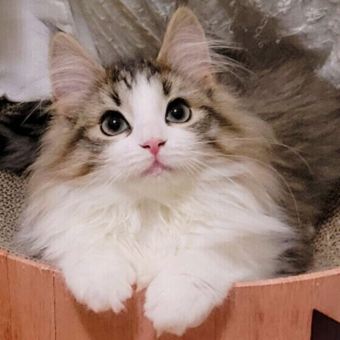 飼い主にくっついて寝るのが好きな猫の傾向 くっつく体の場所によって気持ちがわかることも 獣医師解説 ねこのきもちweb Magazine 飼い主にくっついて寝るのが好きな猫の傾向 くっつく体の場所によって気持ちがわかることも 獣医師解説 ねこのきもちweb Magazine