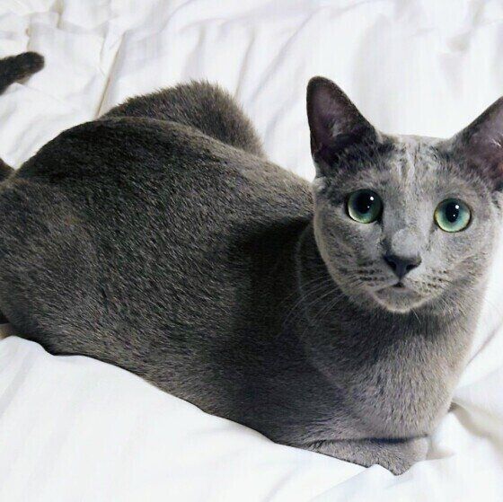 ロシアンブルーのロッシーくん♪