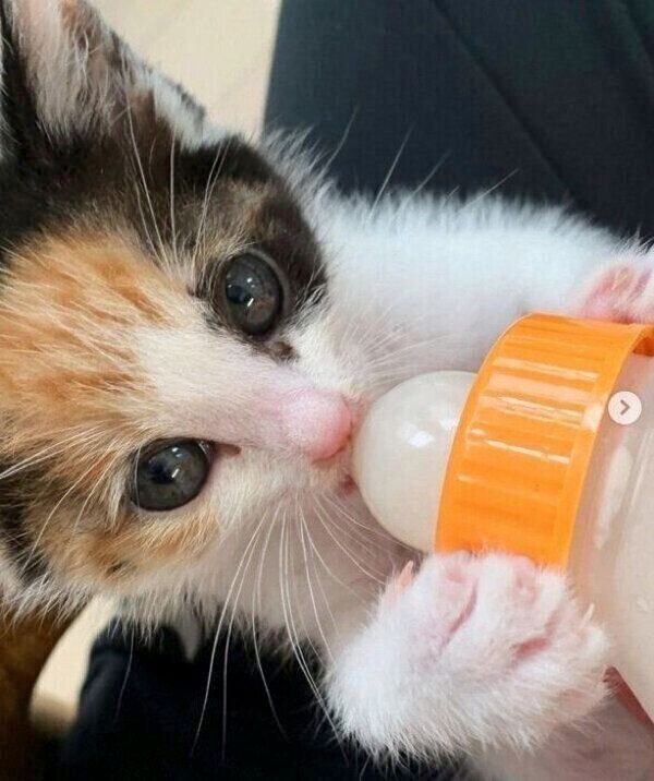 ミルクを飲むめんまちゃん