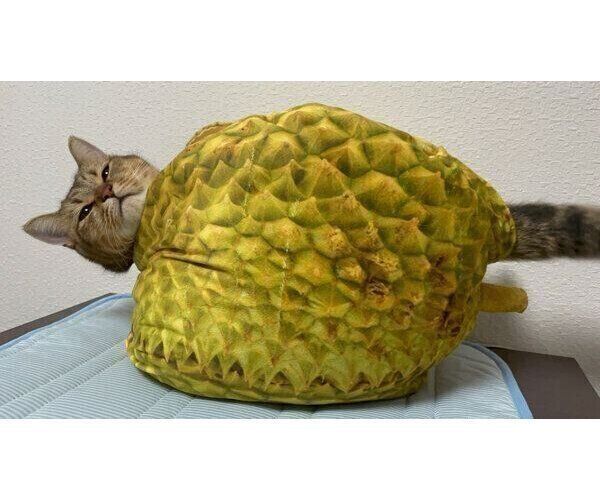 ドリアンのクッションベッドでくつろぐみにらくん