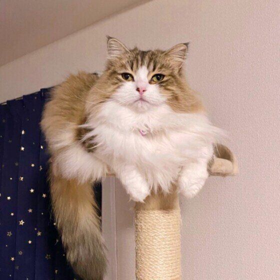 サイベリアンのミルちゃん