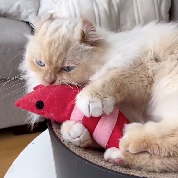 けりぐるみで遊ぶおこめちゃん