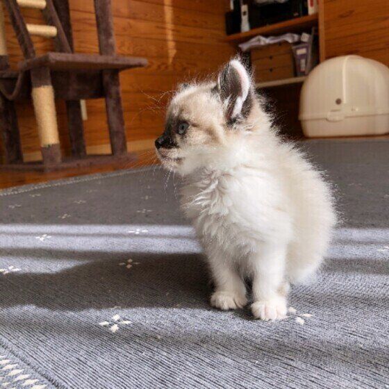 日光浴を楽しむ猫（MIX、メス）