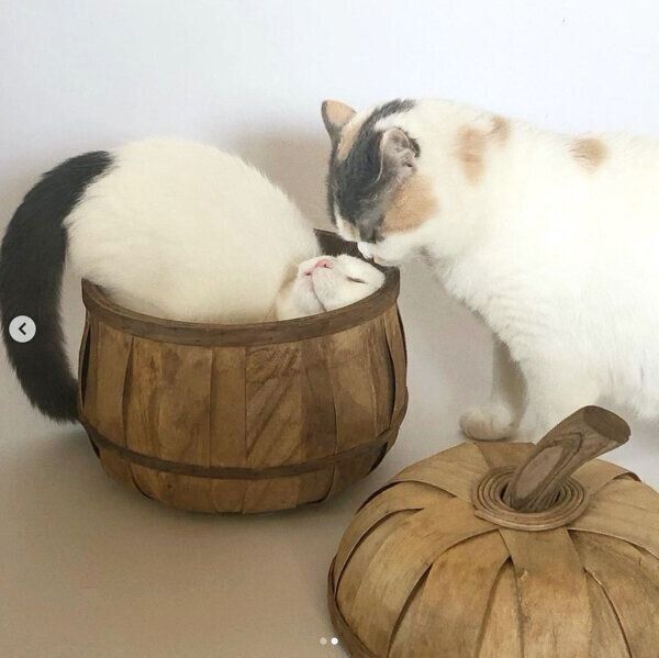 カツヲくんを見つめるねね子ちゃん