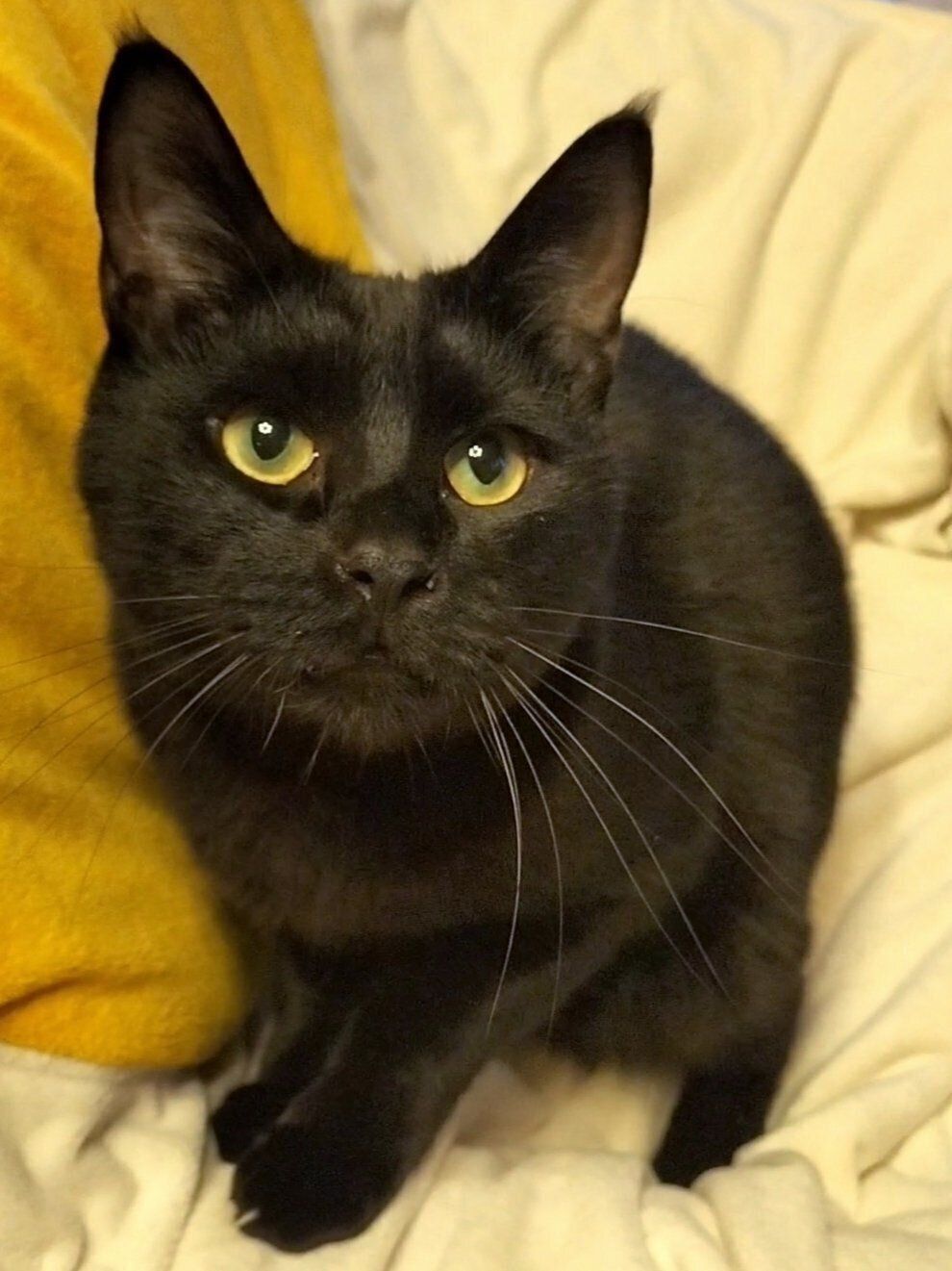 早朝にやる気スイッチが入ったコルメくん