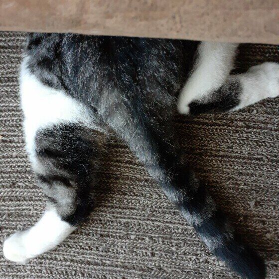 MIXキジトラのヤンくん