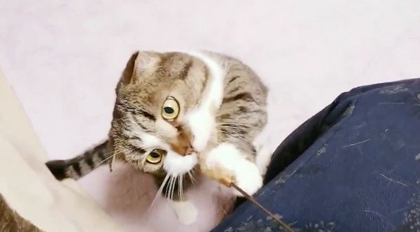 猫じゃらしで遊ぶマンチカン