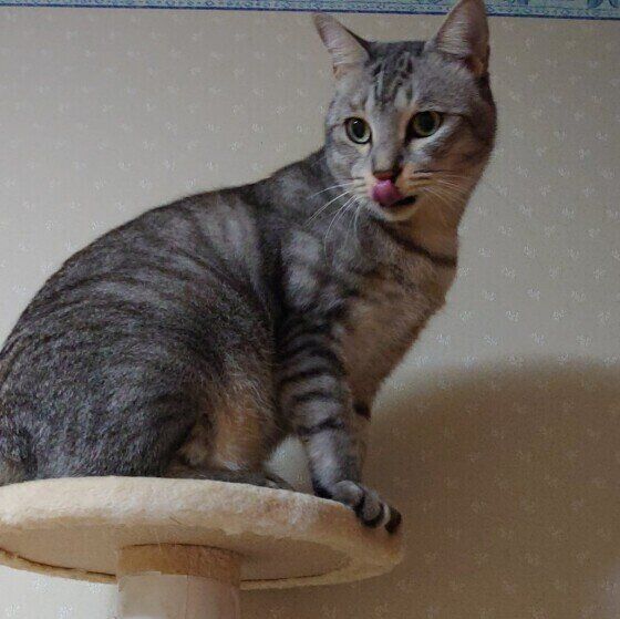 サバトラのにゃん太くん