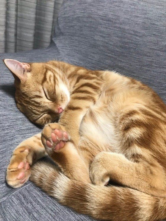 寝ている茶色のアメリカンショートヘア