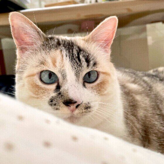 まったりする三毛猫