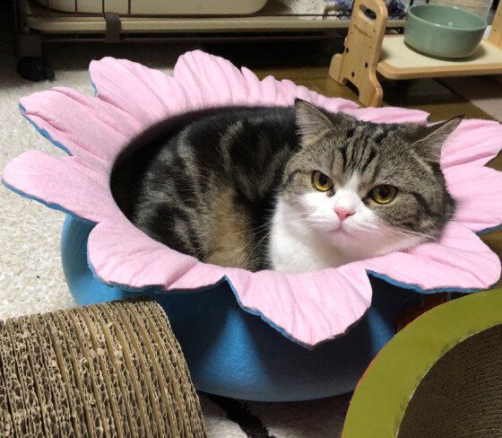 お花の中に入る猫