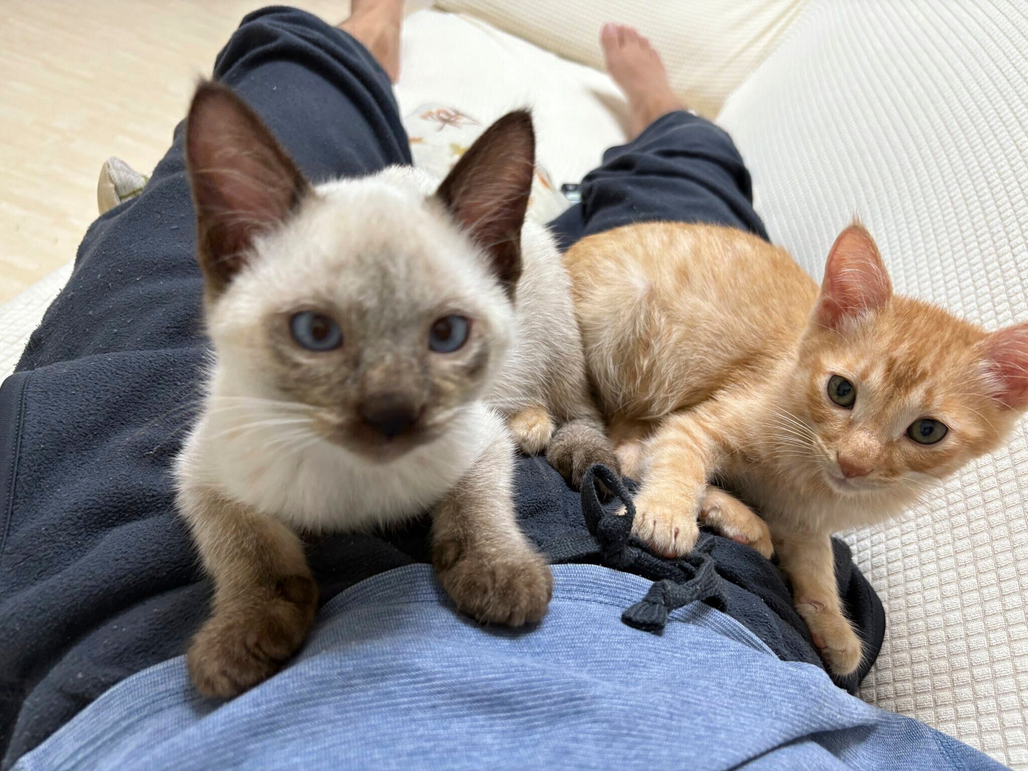 飼い主さんに甘える2匹　かわいすぎる