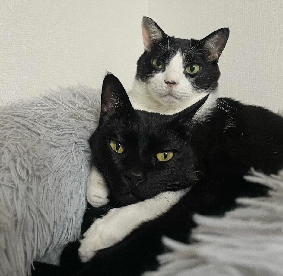 虎徹くんとはなびくん