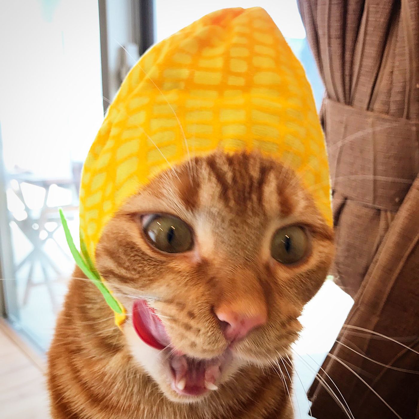野菜のかぶりものがオモシロ可愛い ねこ野菜ちゃんシリーズを紹介 ねこのきもちweb Magazine 野菜のかぶりものがオモシロ可愛い ねこ野菜ちゃんシリーズを紹介 ねこのきもちweb Magazine