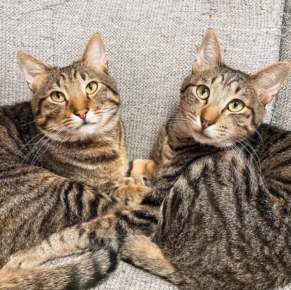 ユンユンくんとヤンヤンくん