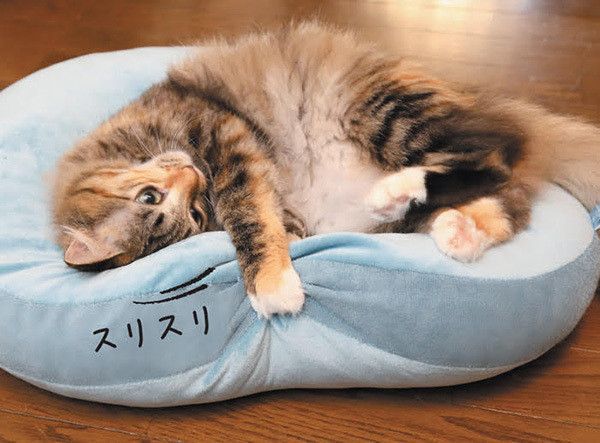 スリスリする猫