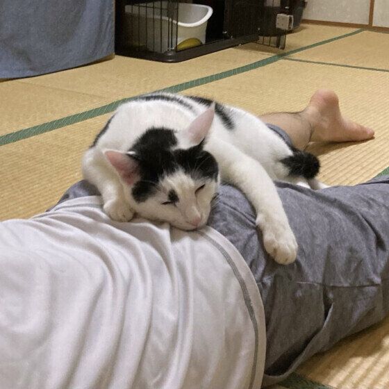 白黒猫の福ちゃん
