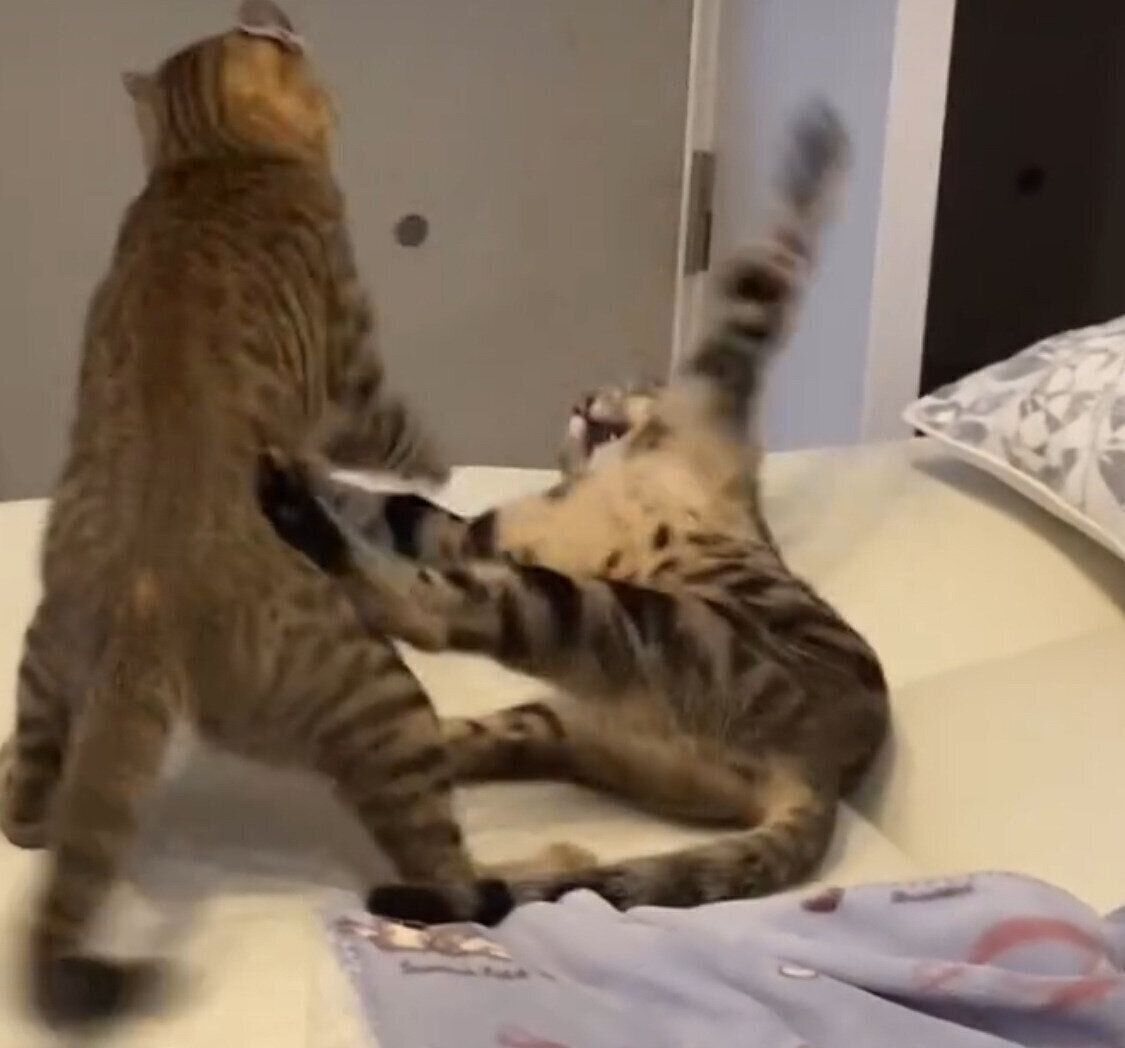 いつものじゃれ合いをする猫たち