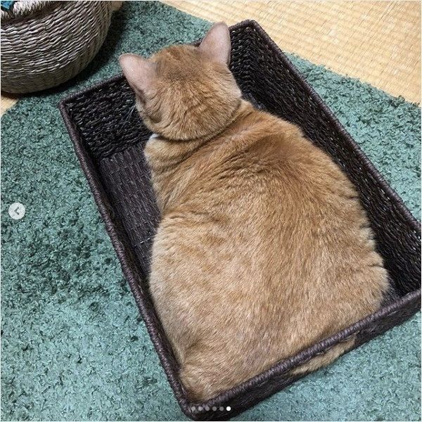 体勢が苦しそうなニャンコ