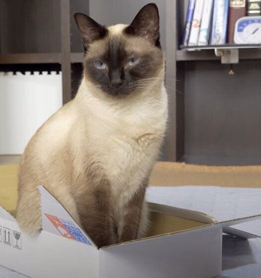 箱入り娘のわらびちゃん