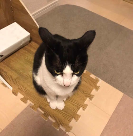 イカ耳をする猫