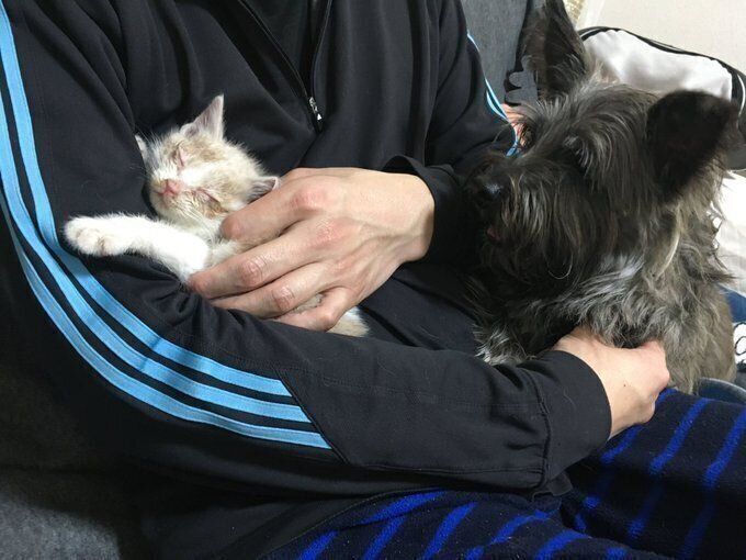 飼い主さん宅に来たばかりの頃のミルちゃん 右の犬はミルちゃんの“命の恩人”