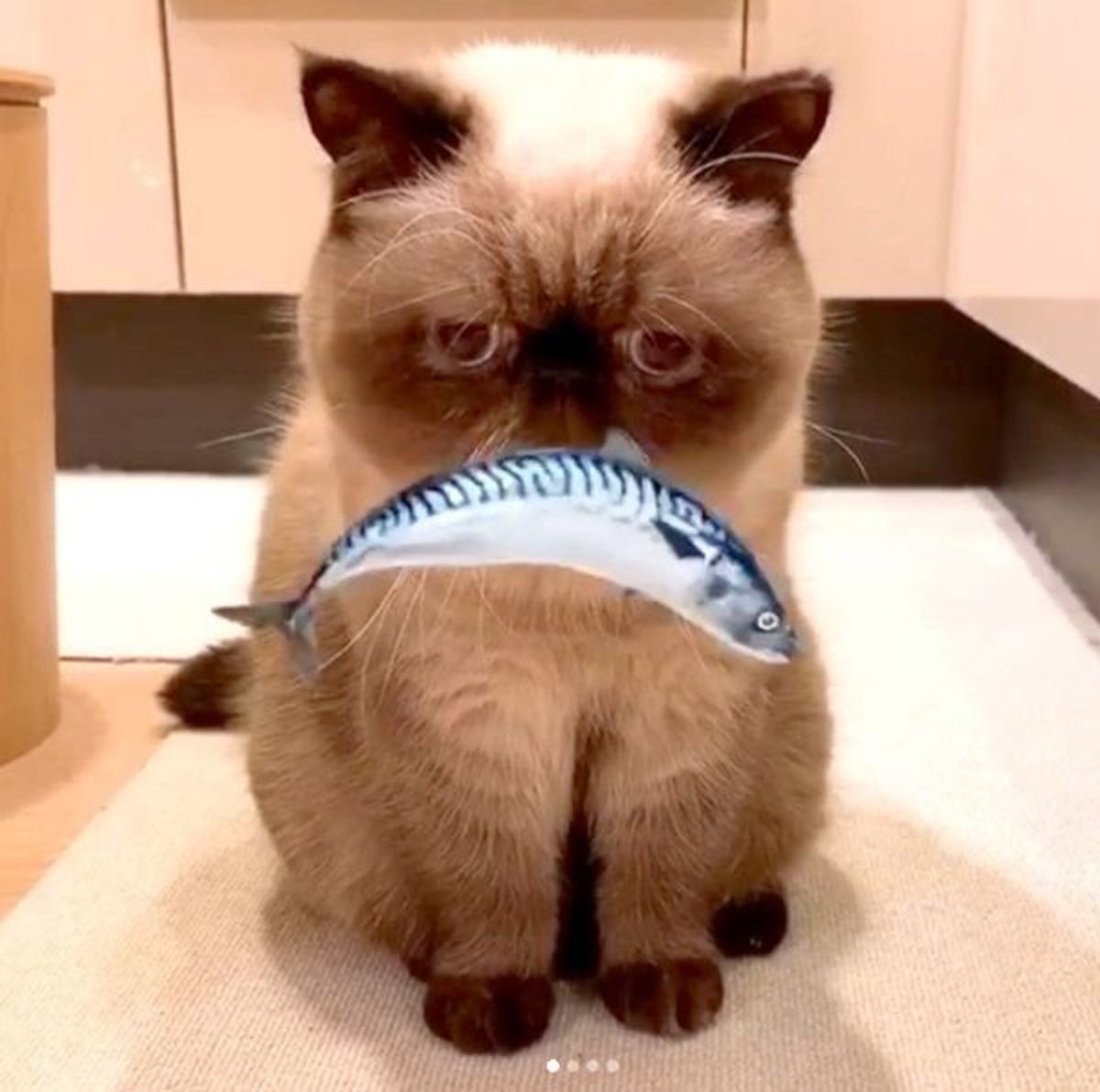 なにこれ楽しい Snow の猫に反応するスタンプにハマりそう ねこのきもちweb Magazine なにこれ楽しい Snow の猫に反応するスタンプにハマりそう ねこのきもちweb Magazine