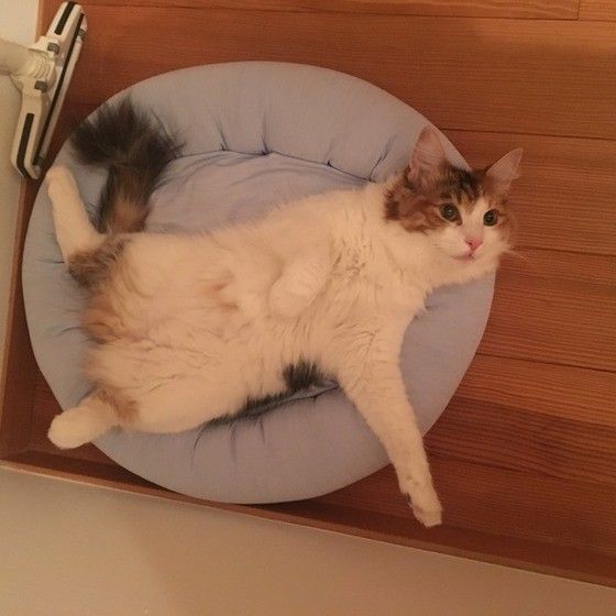 ベッドでのんびりしているノルウェージアンフォレストキャット