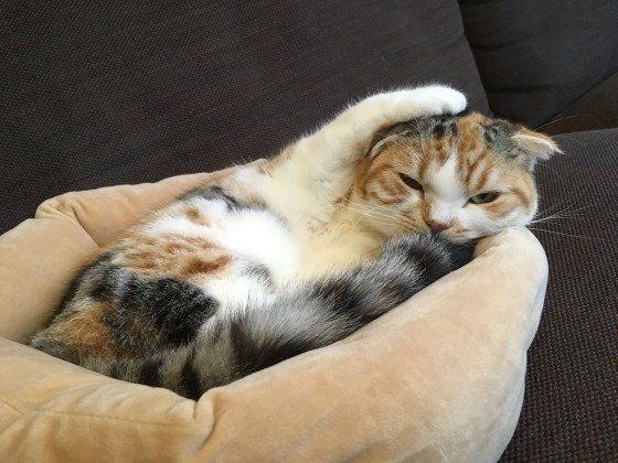 謎のポーズをとるスコティッシュフォールド