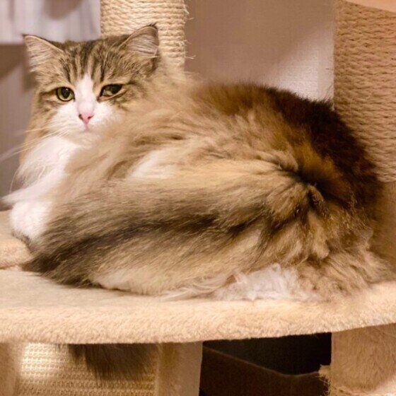 こちらをみつめるサイベリアンのミルちゃん