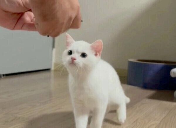 オモチャを修理する飼い主さんのことを見つめるしらたまくん