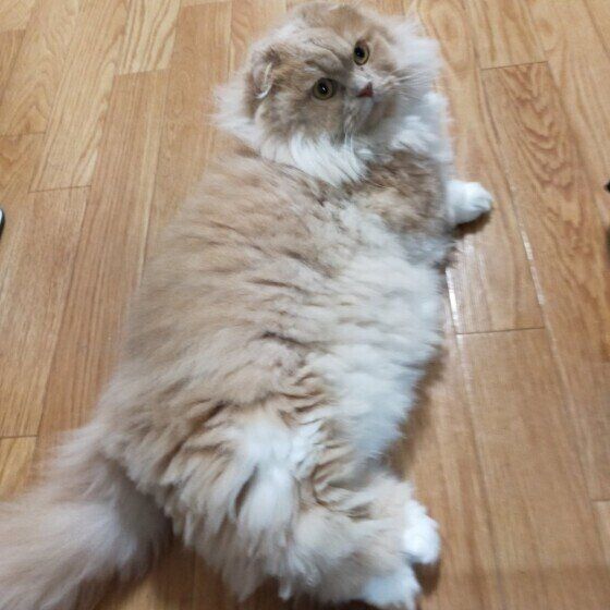 くつろぐマンチカン・ロングヘア