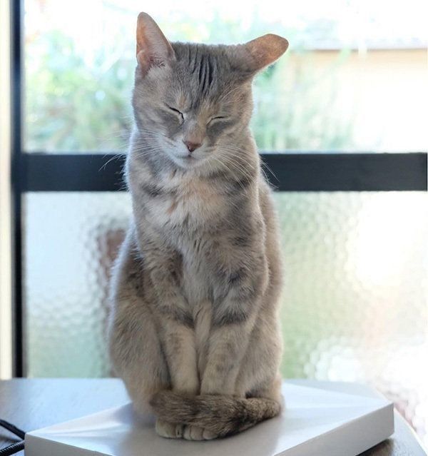 立ったまま眠る猫