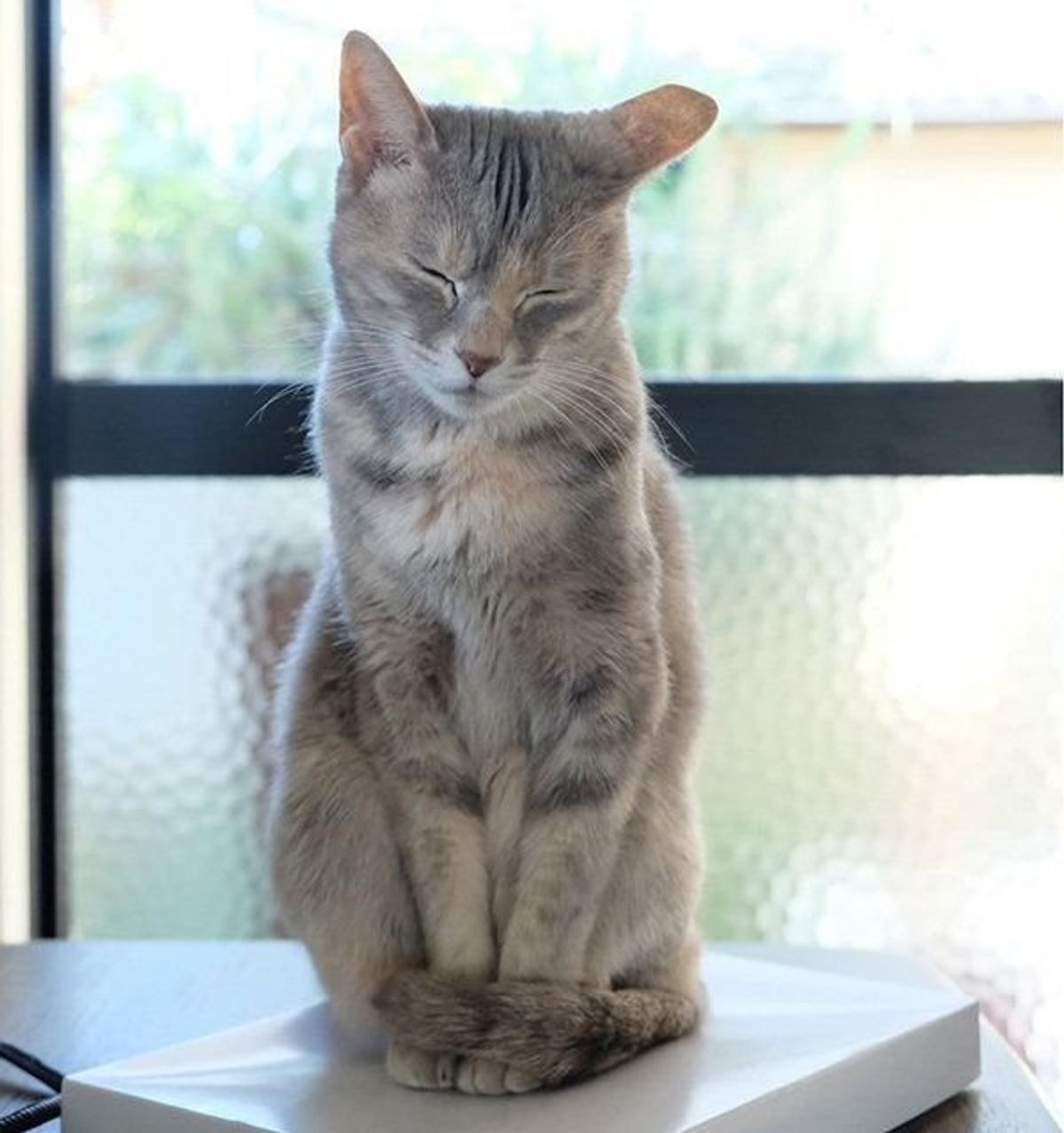 体勢がつらそうだけど 猫が立ったまま眠るのはなんで ねこのきもちweb Magazine 体勢がつらそうだけど 猫が立ったまま眠るのはなんで ねこのきもちweb Magazine