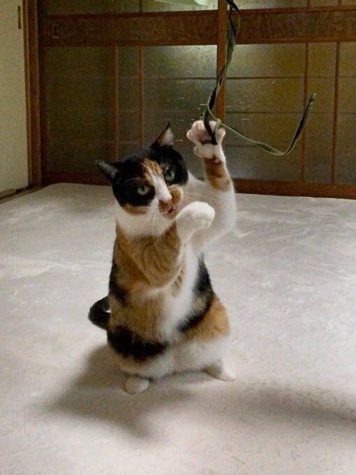 招き猫のようなちーちゃん