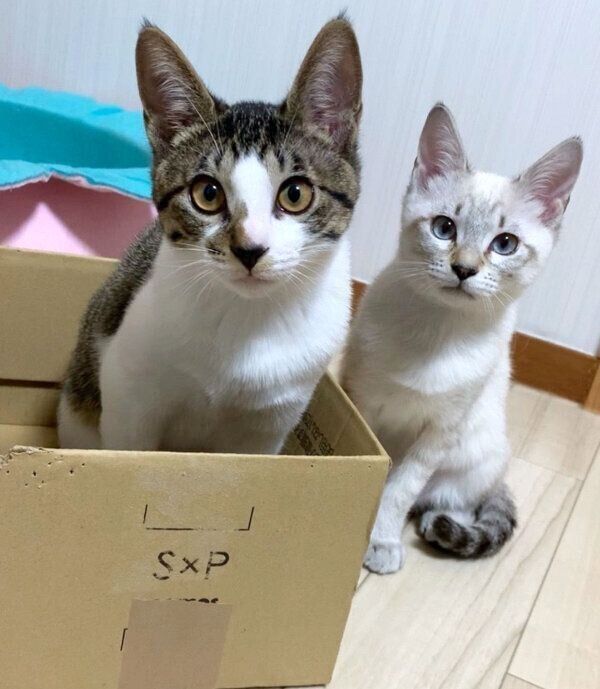 見つめるごんぞうくんとにぼしちゃん