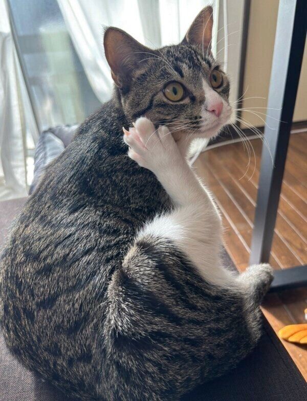 お迎えして1カ月ごろのうみくん