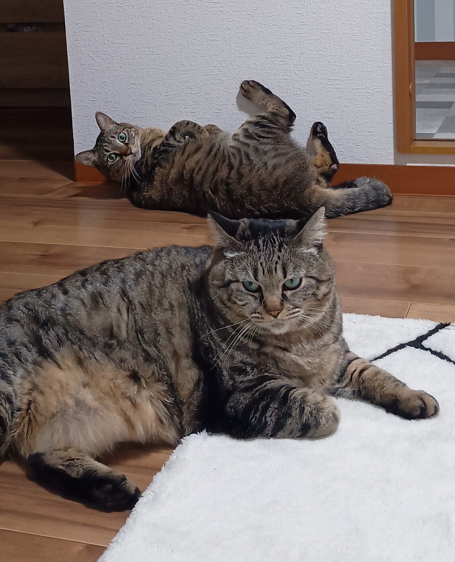 成長後の2匹の様子　まったりと過ごすにこちゃん（写真手前）とちまくん（写真奥）